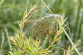 Larvae of a spider (Araneus diadematus ?) in their natal cocoon in Auribeau, Vaucluse, France