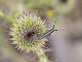 Flat-faced Longhorn beetle (Agapanthia cardui) or (Agapanthia suturalis) on the inflorescence of a thistle (Carduus sp) in Auribeau, Vaucluse, France