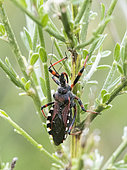 Assassin Bug (Rhynocoris sp) in the Luberon in Auribeau, Vaucluse, France