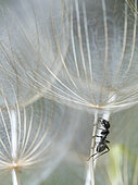 Ant on the feathery achene of a meadow salsify (Tragopogon pratensis) at Auribeau in the Luberon, Vaucluse, France