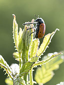 Leaf beetle (Lachnaia pubescens) on top of a grass in Sigonce, Alpes-de-Haute-Provence, France