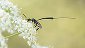 Parasitic wasp (Gasteruption sp) female gathering an umbelliferous flower in Sigonce, Alpes-de-Haute-Provence, France