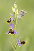 Lycaenid butterfly (Lycaenidae sp) on an Ophrys (Ophrys sp) in Forcalquier, Alpes-de-Haute-Provence, France