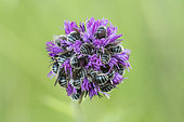 Abeilles (Apidae sp) en train de dormir enfouies dans l'inflorescence d'une Astéracée, Pierrerue, Alpes-de-Haute-Provence, France