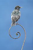Starling (Sturnus vulagaris) perched on a steel question mark, England