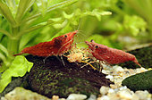 Neocaridina heteropoda 'Sakura' eating pellet in freshwater aquarium