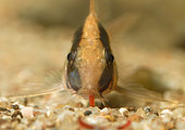 Arched corydoras (Corydoras arcuatus) eating à Bloodworm