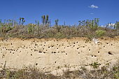 Nesting site of the European Bee-eater (Merops apiaster) in a gravel pit in operation, Osselle, Doubs, France