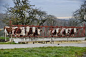 Montbéliarde Cows in outdoor feeding grids in autumn, Ecot, Doubs, France