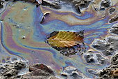 dry leaf in a puddle with colored reflections of a film of oil, Doubs, France