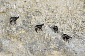 Chamois des Alpes (Rupicapra rupicapra) in quarry in operation, Mathay, Doubs, France