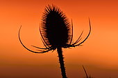 Teasel (Dipsacus sp) at sunset, Doubs, France