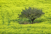 Green fertilizer (sterile mustard) and old apple tree, the flowers, sterile, remain yellow for several months. The plants finally buried will decompose into natural fertiliser, France