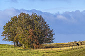 Horses in summer in the Jura, Massif du Grand Colombier, Southern Jura, France