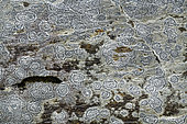 Encrusting lichen (Rhizocarpon petraeum), Haute Ubaye, Alpes de Haute Provence, France
