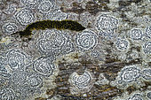 Encrusting lichen (Rhizocarpon petraeum), Haute Ubaye, Alpes de Haute Provence, France