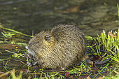 Coypu (Myocastor coypus), young individual near the Rhône, Haute Savoie, France