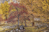 Mountain ash (Sorbus aucuparia) in Haute Ubaye, Alpes de Haute Provence, France