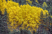 Grove of aspen (Populus tremula) in autumn. Aspen poplar, common in the Southern Alps where it forms many groves remarkable in autumn for their spectacular yellow-orange color, Haute Ubaye, Alpes de Haute Provence, France