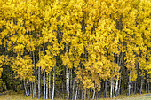 Grove of aspen (Populus tremula) in autumn. Aspen poplar, common in the Southern Alps where it forms many groves remarkable in autumn for their spectacular yellow-orange color, Haute Ubaye, Alpes de Haute Provence, France