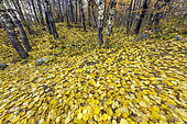 Carpet of aspen leaves in autumn. Aspen poplar (Populus tremula), common in the Southern Alps where it forms many groves remarkable in autumn by their spectacular yellow-orange color, Haute Ubaye, Alpes de Haute Provence, France