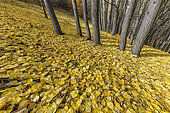 Carpet of aspen leaves in autumn. Aspen poplar (Populus tremula), common in the Southern Alps where it forms many groves remarkable in autumn by their spectacular yellow-orange color, Haute Ubaye, Alpes de Haute Provence, France