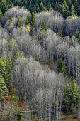 Groves of Aspen (Populus tremula) denuded at the end of autumn. Haute Ubaye, Alpes de Haute Provence, France