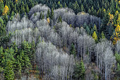 Groves of Aspen (Populus tremula) denuded at the end of autumn. Haute Ubaye, Alpes de Haute Provence, France