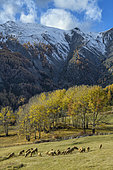 Sheep in Haute Ubaye in autumn. The sheep are brought down from their mountain pastures in the hamlet of Saint Ours, in the Val d'Oronaye, Haute Ubaye, Alpes de Haute Provence, France.