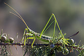 Predatory Bush Cricket (Saga pedo) female in a juniperus bush in summer, Plaine des Maures, near Mayons, Provence , France