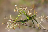 Predatory Bush Cricket (Saga pedo) female in a bush in summer, Plaine des Maures, near Mayons, Provence , France
