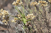 Predatory Bush Cricket (Saga pedo) female devouring a cricket in a bush in summer, Plaine des Maures, near Mayons, Provence , France