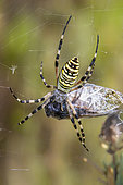 Wasp spider (Argiope bruennichi) with a cicada caught in its canvas in summer, Plaine des Maures, near Les Mayons, France