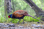 Rfing-necked pheasant (Phasianus colchicus) on the ground in a grove in spring, Danube Delta, Romania