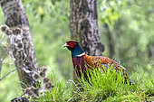 Rfing-necked pheasant (Phasianus colchicus) on the ground in a grove in spring, Danube Delta, Romania