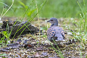 Turtle Dove (Streptopelia turtur) on the ground in a grove in spring, Danube Delta, Romania