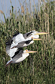 White Pelican (Pelecanus onocrotalus) small group flying over a reedbed in spring, Danube Delta, Romania