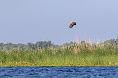 White-tailed Eagle (Haliaeetus albicilla) flying over a reedbed in spring, Danube Delta, Romania