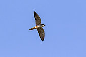 Red-footed falcon (Falco vespertinus) in flight against a blue spring sky, Danube Delta, Romania