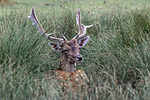 Roedeer (Dama dama) lying at rest and ruminating in a wet meadow in summer, Domaine de Sainte Croix, Moselle, France