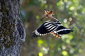Hoopoe (Upupa epops) in flight near its lodge with a spider in its beak to feed its nest in spring Country garden around Toul, Meurthe-et-Moselle, France
