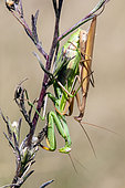 Female praying mantis (Mantis religiosa) on a stem with a male mating in late summer, Jaillon limestone lawn, Lorraine, France