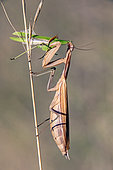 Female praying mantis (Mantis religiosa) on a stem devouring a male after mating in late summer, Jaillon limestone lawn, Lorraine, France