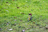 Green woodpecker (Picus viridis) male on the ground looking for earthworms in a wet lawn in winter, Country garden, Lorraine, France