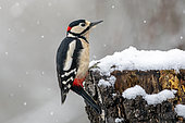 Great Spotted Woodpecker (Dendrocopos major) male on a trunk to eat a hazelnut in winter, Country garden, Lorraine, France