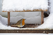 European robin (Erithacus rubecula) in feeding dish in winter, Country garden, Lorraine, France