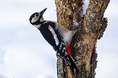 Great Spotted Woodpecker (Dendrocopos major) female on a trunk to eat a hazelnut in winter, Country garden, Lorraine, France