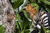 Hoopoe (Upupa epops) flying near its lodge with a spider in its beak to feed a young in spring, Country garden around Toul, Meurthe-et-Moselle, France