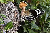 Hoopoe (Upupa epops) in flight near its lodge with a larva in the beak to feed a young in spring, Country garden near Toul, Meurthe-et-Moselle, France