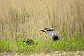 Marsh Harrier (Circus aeruginosus) couple on parade in a meadow in spring, Danube Delta, Romania